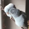 Animales CUTE 🍨🐱 12