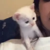 Animales CUTE 🍨🐱 29