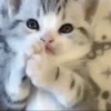 Animales CUTE 🍨🐱 26