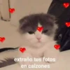 💕😻Gatitos De Amor😻💕 11