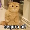 RENOVE SEU PACK 😁 7