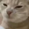 Gatitos Virales 😾 11