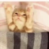 Meoww 7
