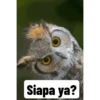 Siap pak 11