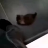 Beijo de gato 19