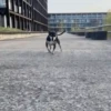 🐕 PUSHKIN TIK TOK 🐾 6