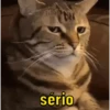 Várias animadas pra vc… 7
