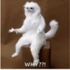 Funny Meme 11