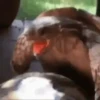 Animales Funny🌈⭐ 14