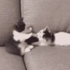 Random Mov 2 19