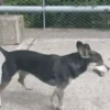 🐕 PUSHKIN TIK TOK 🐾 8