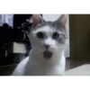 Animasi kucing 15