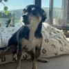 🐕 PUSHKIN TIK TOK 🐾 17