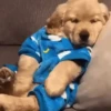Perritos 💖 9