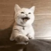 Gatitos 12