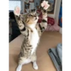 Gatos animados 3 8