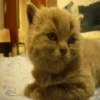 Gatitos 7