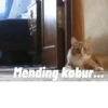 Animasi kucing 14