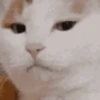 Animados Random 😎🤠 15