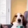 Funny Meme 12