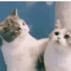 Random Reactions Memes 14