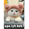 Random cute cat💕 11