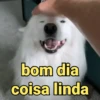 Memes de pets 11