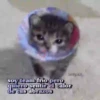 💕😻Gatitos De Amor😻💕 6