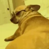 Funny Animated 12