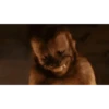 Monkey 14