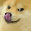Funny Animals 9