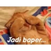Animasi kucing 11