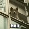 Holi