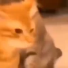Beijo de gato 18