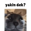 Random cute cat💕 10