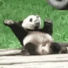 Funny Animals 6