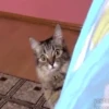 Gatitos 14