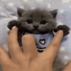 🌈Cute Animals🌸✨ 5