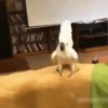 Animales Funny🌈⭐ 20