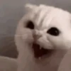 Random MeMe 11