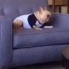 🐶 Perritos Mov. 2 🐾 13