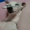 Animated funny memes 14