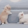 Random cute cat💕 16
