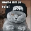 Kocheng😼 6