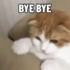 Kucing Gemoy 12