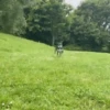 🐕 PUSHKIN TIK TOK 🐾 9