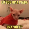 GATOS SENDO GATOS 😸 10