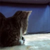 Gatitos 8