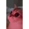 Random cute cat💕 17