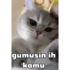 Kocheng😼 13
